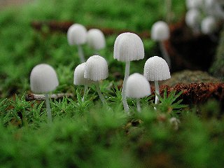 �\���̂��̂�