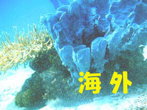 �C�O
