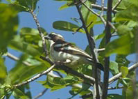 Sparrow Weaver