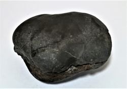 ammonites 1