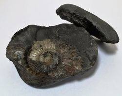 ammonites 1