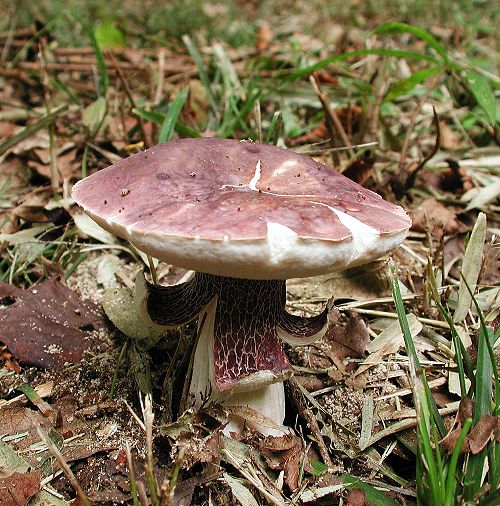 ムラサキヤマドリタケ