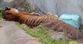 虎の昼寝