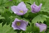 195_9575s