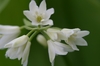 196_9618s